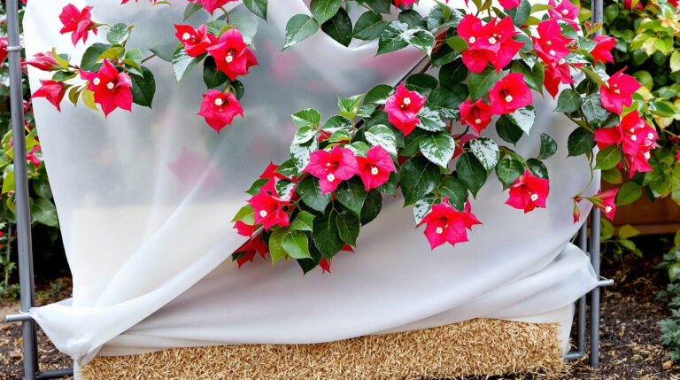 bouganville in inverno: coprire la pianta con tessuto non tessuto non è sufficiente, scopri cosa fare per proteggerla efficacemente dal freddo.