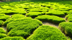 non strappare il muschio sul prato adesso: potresti peggiorare il problema. scopri quando e come intervenire per un prato sano e verde.